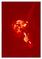George Carlin Ultimate 9DVD set Letterman Leno tonight stand up