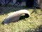 1936-37 Buick Front Fender $200