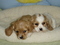 COCKER SPANIEL, COCKAPOO,CAVA-POO (718-321-1977)
