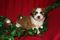 Shihtese Puppies & Shipoo Puppies for sale on Long Island...NY