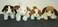 4 Miniature, Stuffed Puppies - Gund/Russ