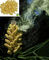 60 Tablets WILD Cracked Cell Wall Herbal PINE POLLEN Veg caps