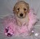 Goldendoodle Puppies