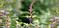 Tulsi Tea 2.oz