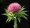 Milk Thistle Advantage 90 Capsules