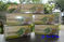 25 Graviola Tea bags 50 gram