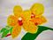 Original Painting by Susana Perfecto 09