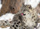 Snow Leopard Kitten Giclée Canvas Print - 20"x 14"