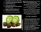 90 Tablets 1000 mg or 500 mg Triphala