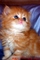 Persian, Himalayan, Chinchilla Kittens for Sale.