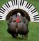 Please Remember to Have Your Piano Tuned for Thanksgiving!