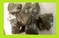 1 oz. Wild Dried Whole Organic GUAYUSA TEA Leaves from Amazon