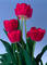 ROYAL CANADIAN LEGION #91 LA SPRING CRAFT FAIR AND GARAGE SALE