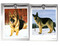 12 German Shepherd Dog Pictures Wall Hanging