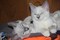 Ragamese kittens Ragdoll / Siamese Cross