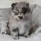pomeranian puppies for sale