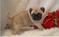 Stunning Pug Puppies
