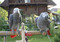 Healthy African Grey Parrot