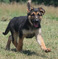 German Shepard Puppies