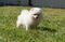 Beautiful Pomeranian Puppies