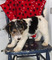Beautiful Wire Fox Terrier Pups