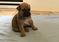 Beautiful Bull Mastiff