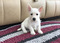 West Highland Terrier Pups