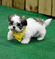 Shih Tzu Puppy For Sale