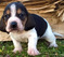 Lovely Basset Hound Puppies
