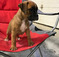 Stunning Boxers Puppies