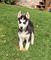 Stunning Siberian Husky Puppies