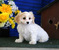 Cavachon Puppies For Sale.