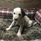 Beautiful Dalmatian Pups