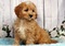 Cavapoo Puppies