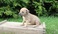 Stunning Boerboel Pups Ready Now