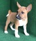 Basenji puppies for sale