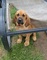 Bloodhound puppies