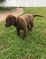 Chesapeake Bay Retriever