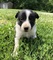 Border Collie Puppies