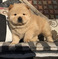 Chow Chow Puppies For Sale