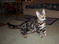 Bengal Kittens For sale