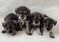 Minature Schnauzer Puppies