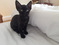 Male And Female Devon Rex For Sale