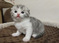 Scottish Fold Kittens
