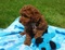 Poodle puppies for sale