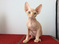 Stunningly Loving Sphynx Babies