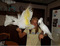 Male and Female Umbrella Cockatoo