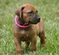 Rhodesian Ridgeback