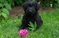 Scottish Terrier puppies for sale