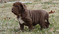 Neapolitan Mastiff Puppies